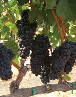 Petite sirah grape