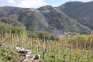 One of Bosoni’s vineyards in the Colli di Luni.