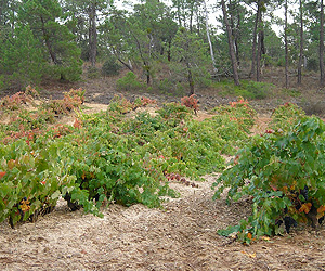 Peña Lobera, near La Aguilera, in Burgos