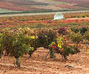 La Navilla in Pedrosa del Duero