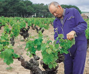 Hermanos Pérez Pascuas’s vines in Pedrosa (and above)