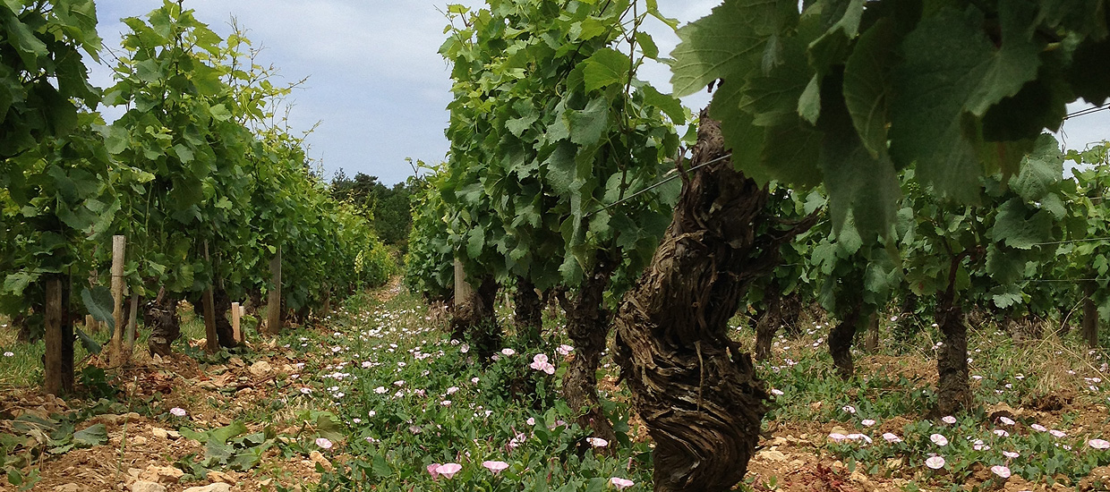 Roumier’s ancient vines in Musigny