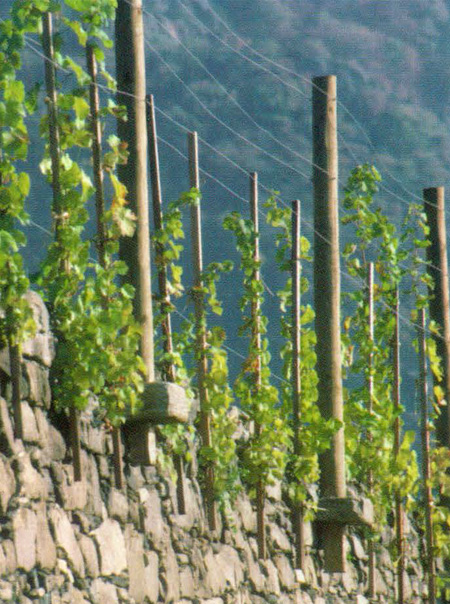 Prager’s Hinterseiber vineyard in 1992, when the vines were two years old.