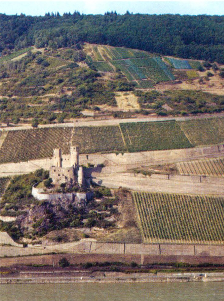 A view of the Schloss Ehrenfels, contrasting the modern terraces built during the Flurbereinigung with the ancient terraces at the top of the hill.