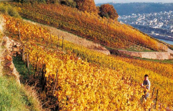 Johannes Leitz produces remarkable rieslings from the ancient terraces of Kaisersteinfels in Rüdesheim.