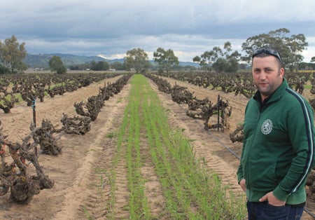 Marco Cirillo in his family’s oldest
grenache block, planted in 1848.