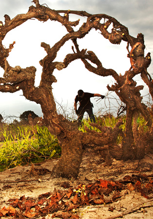 Basket-pruned grenache on sand in the Cirillo family’s vineyard.