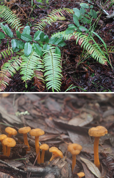 top and bottom: Sonoma Coast undergrowth and winter chanterelles