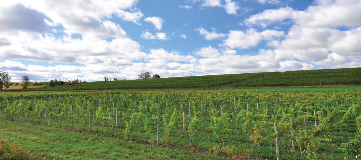 Ravines Geneva Vineyard