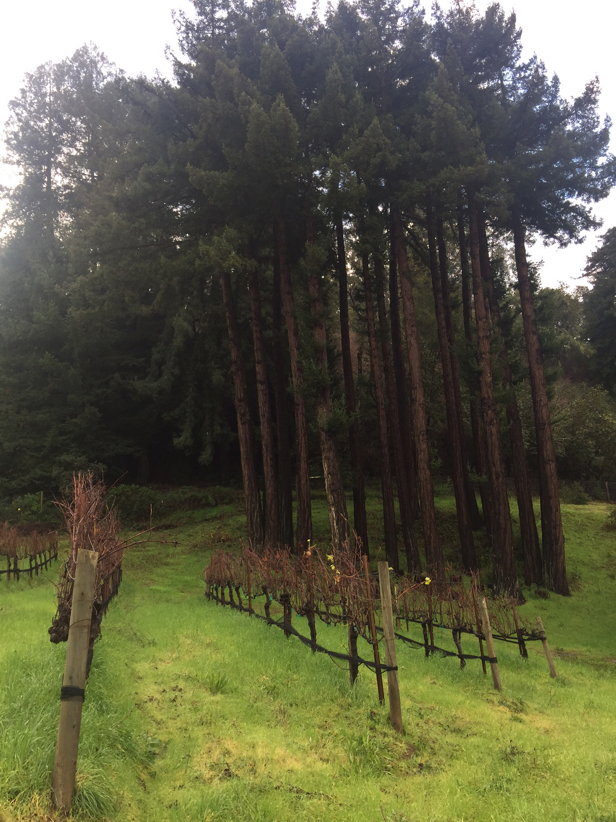 Vines at Woodruff Vineyard in the shadow of redwood trees