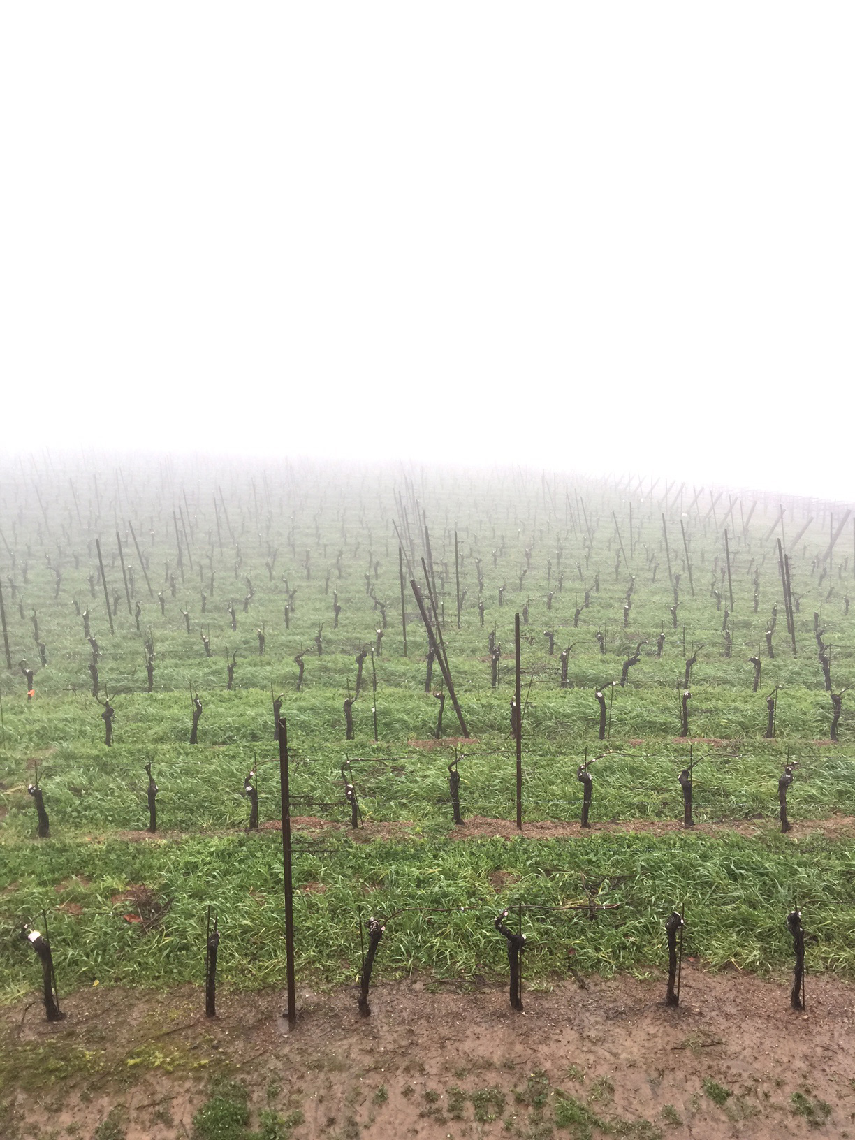 Vines at Mount Eden beautifully masked in fog