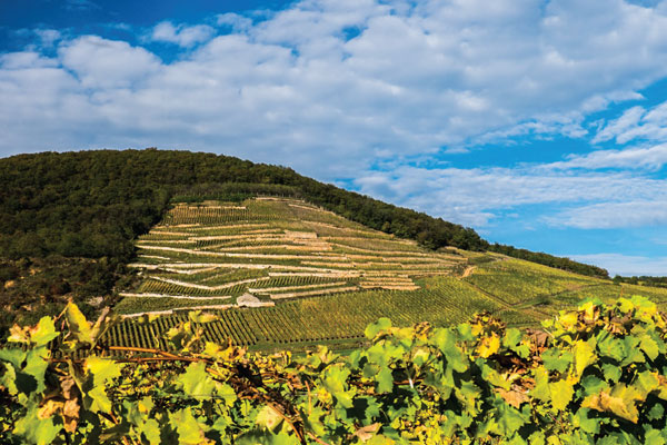 Öreg Király vineyard in Tokaj, Hungary