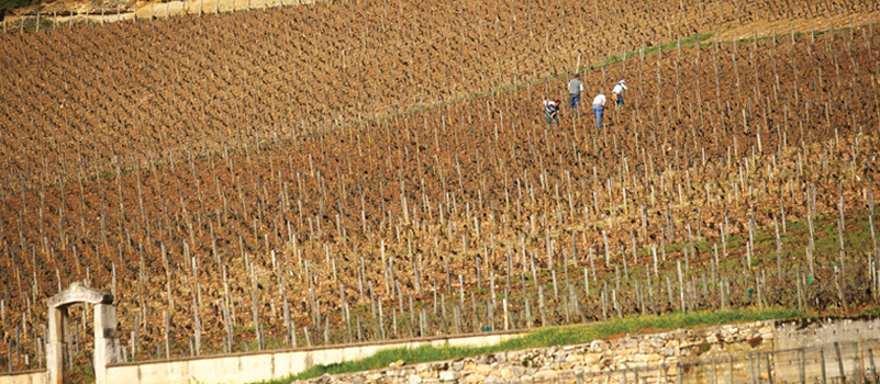 Domaine Leflaive’s Chevalier-Montrachet vineyard