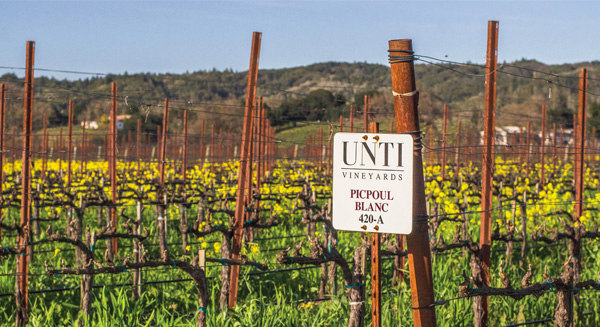 Mick Unti’s vineyard in the Dry Creek Valley