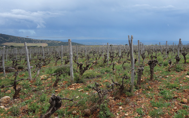 La Réserve d’O’s old-vine vineyards in Terraces du Larzac