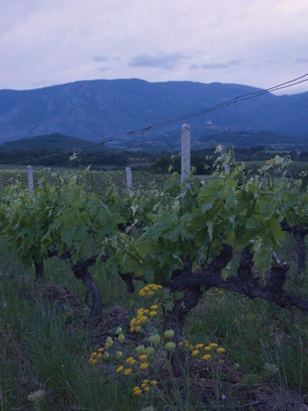 One of the Tatsis brothers’s vineyards in the hills of Goumenissa