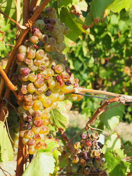Hail-damaged ribolla clusters