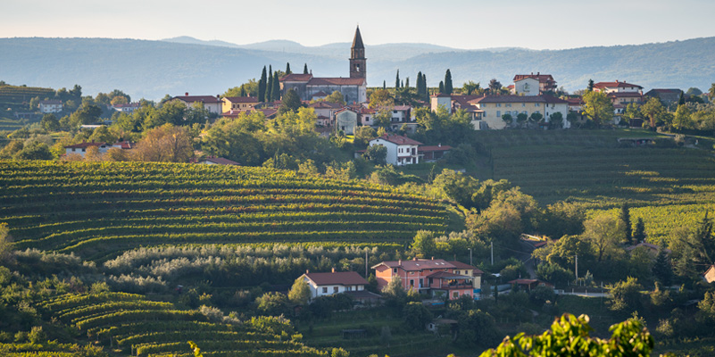 Brda vineyards