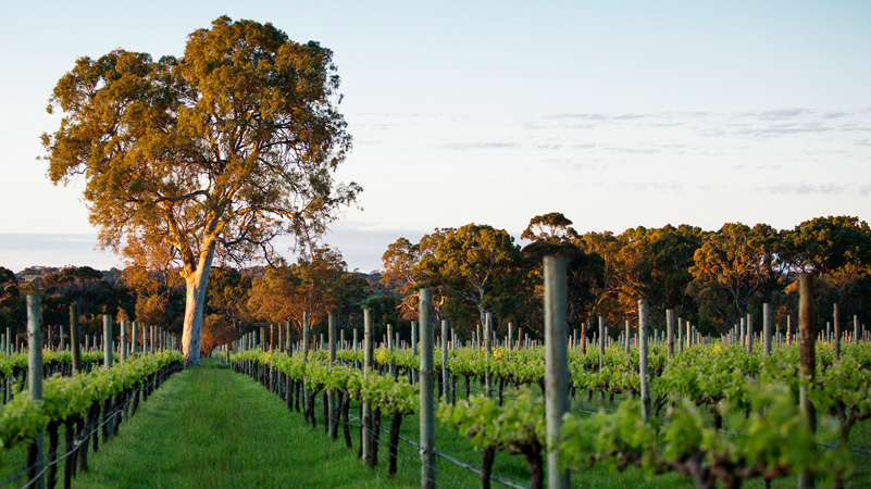 Yangarra’s biodynamic vineyards