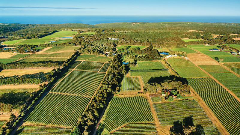 The vineyards at Moss Wood in Wilyabrup, 2.5 miles from the Indian Ocean.