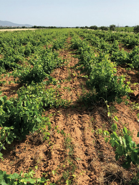 Assyrtiko vines growing in clay-limestone soils at Papagiannakos in Attica.