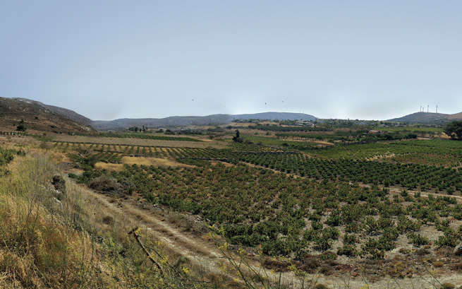 Windmills line the mountain range behind Lyrarakis’s Vóila vineyard, on a high plateau in Crete.