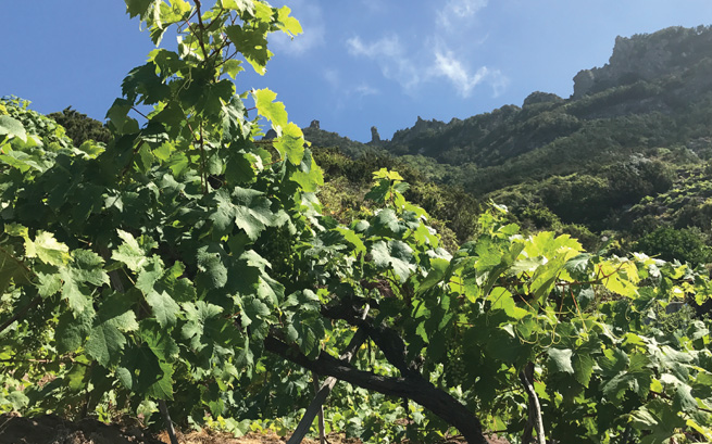 When the Margalagua vines bear fruit, the vineyard team props the canes on wooden cradles while the grapes ripen. photo by Amanda Gill.