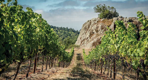 Ross Cobb and his family’s Coastlands Vineyard in Occidental, four miles from the Pacific coast.