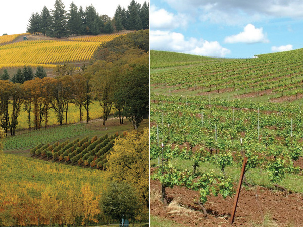 St. Innocent’s Zenith Vineyard (left) is on sedimentary soils; Temperance Hill (right) shows the brownish-red hues of the Jory and Nekia soil series.