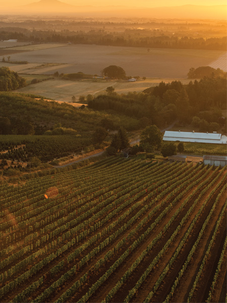 Evening Land Vineyards