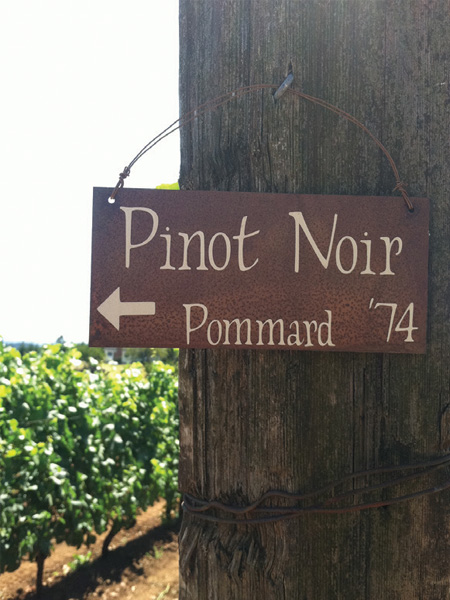 The Eola Hills Vineyard