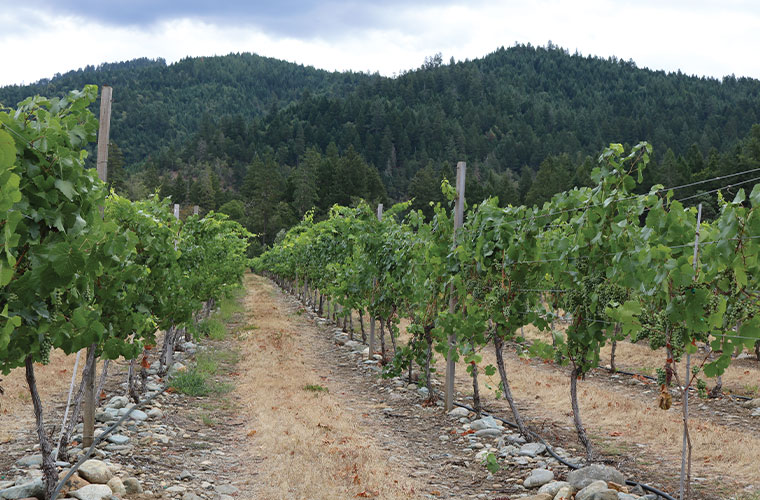 Complex and Layered Riesling - Wine & Spirits Magazine - Vimarsana News