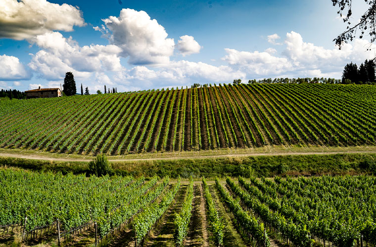 Ruffino Extends Vineyard Holdings into Bolgheri - Wine & Spirits Magazine - Vimarsana News