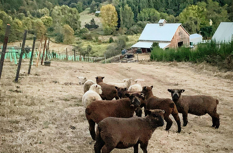 Seductive Pinot Noir - Wine & Spirits Magazine - Vimarsana News