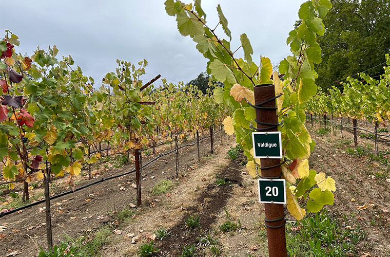Fighting Varieties - Wine & Spirits Magazine - Vimarsana News