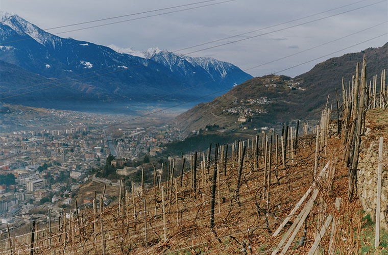 Nebbiolo's Future - Wine & Spirits Magazine - Vimarsana News
