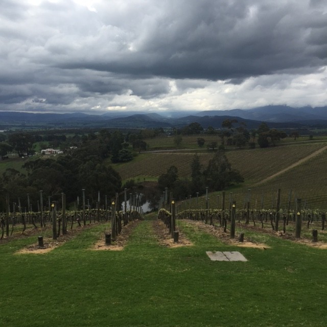 Ampitheatre at Coldstream Winery