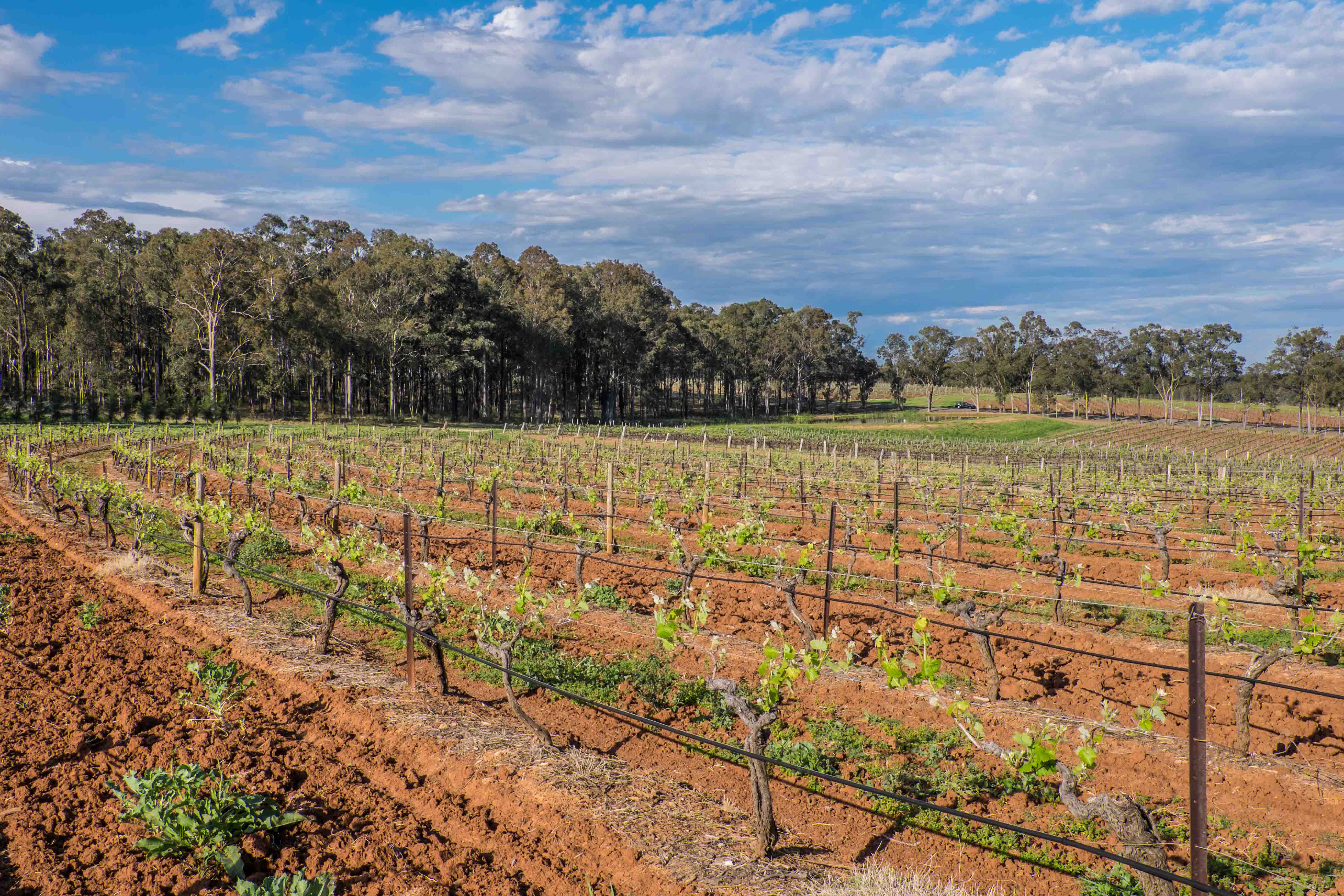 Brokenwood's Graveyard Vineyard 