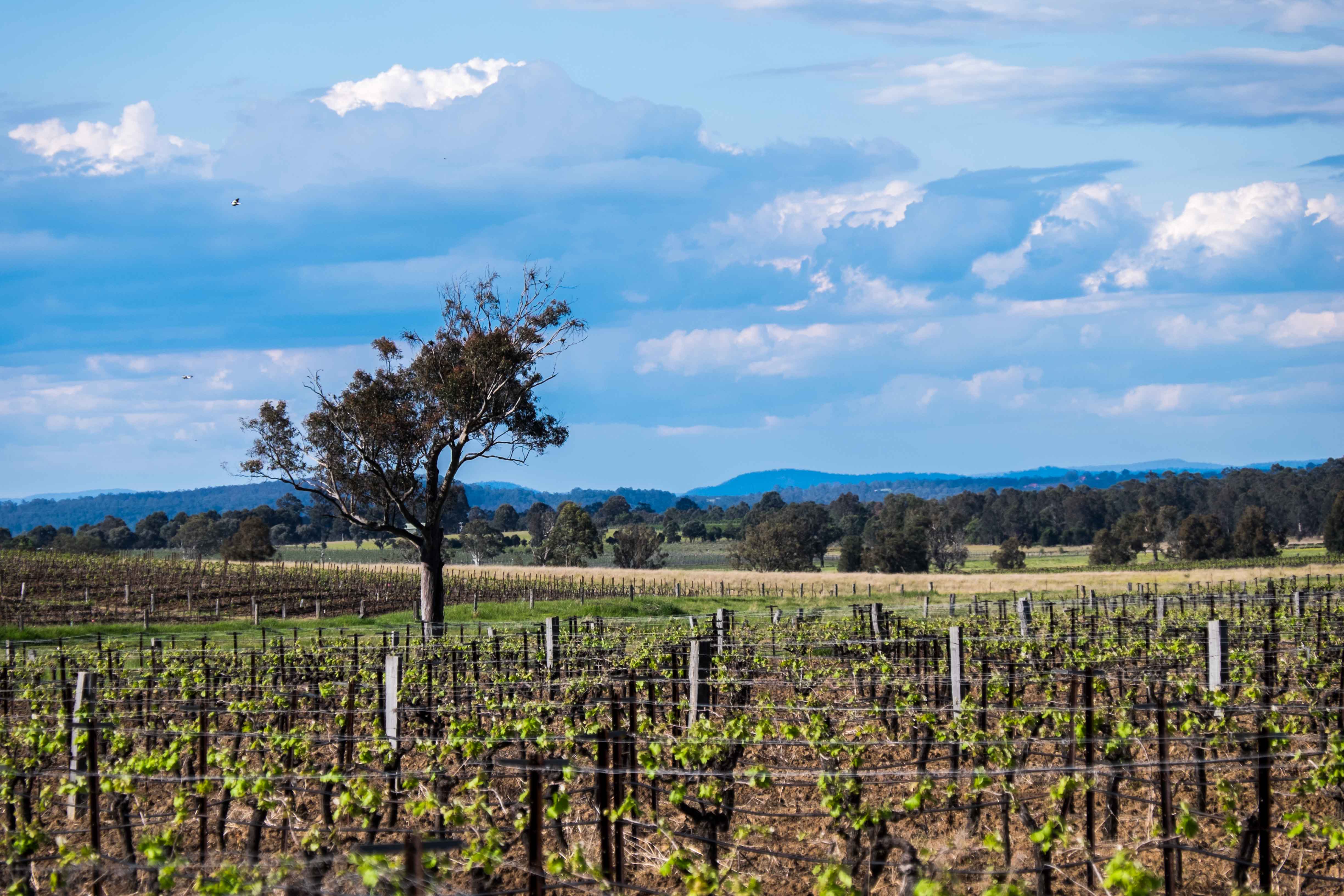 Drayton's vineyard